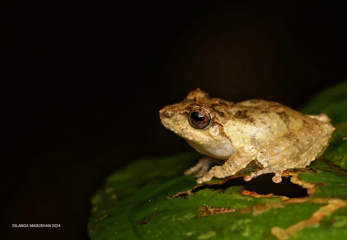 Pseudophilautus mittermeieri Megaskumbura & Manamendra-Arachcchi, 2005